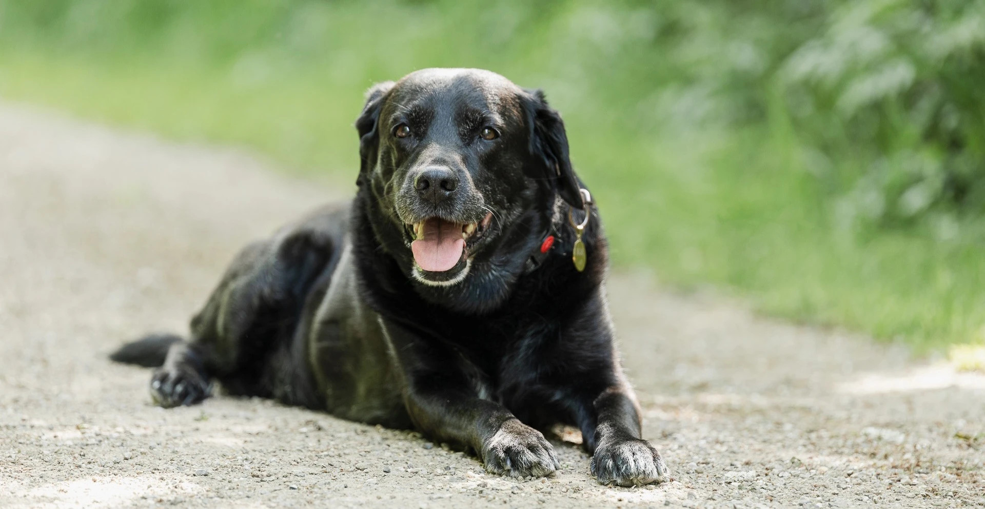 Reiki og hunde i Valby, Frederiksberg og Hvidovre (Foto: K. Kuracka)