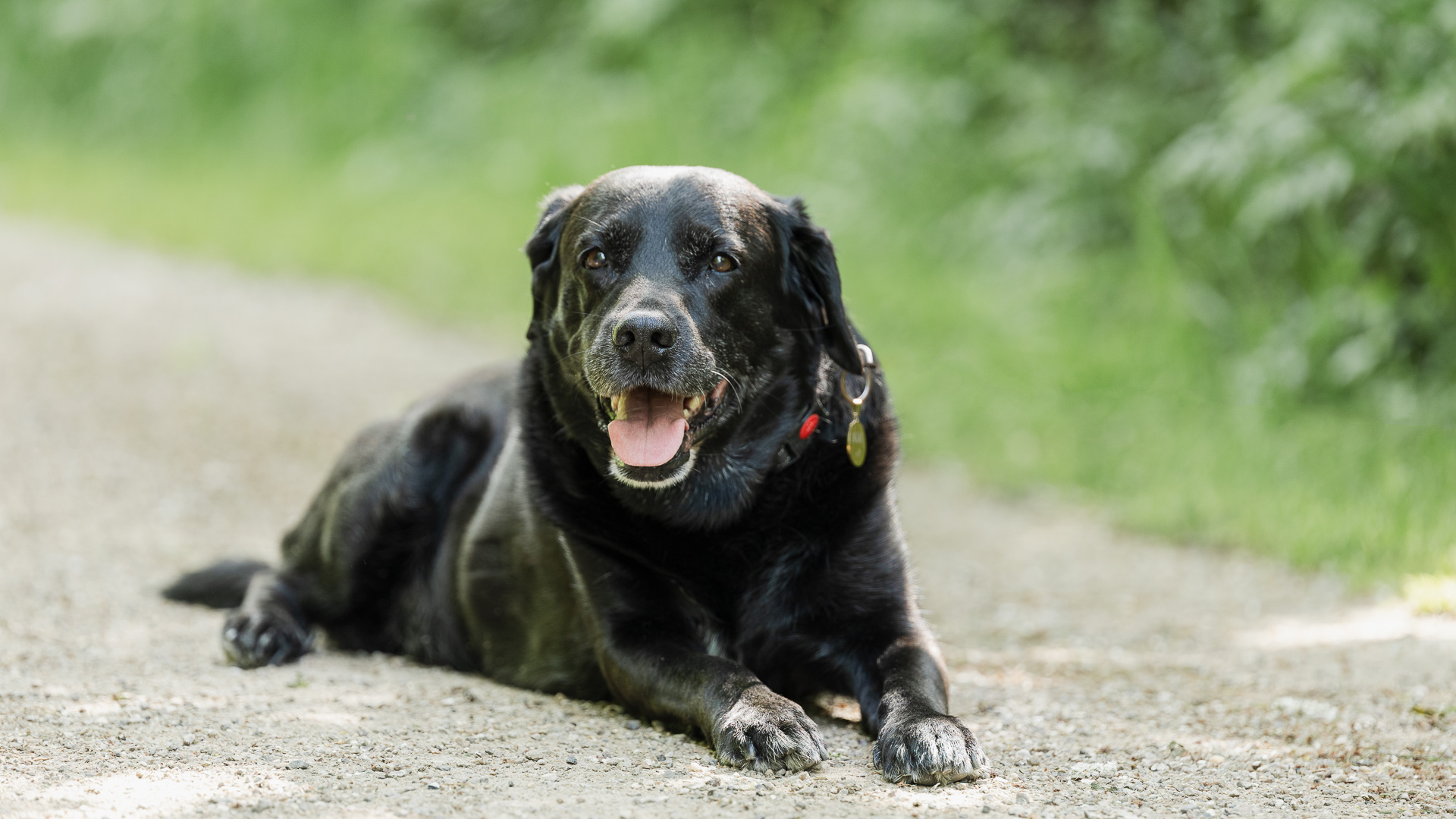 Healing til hunde