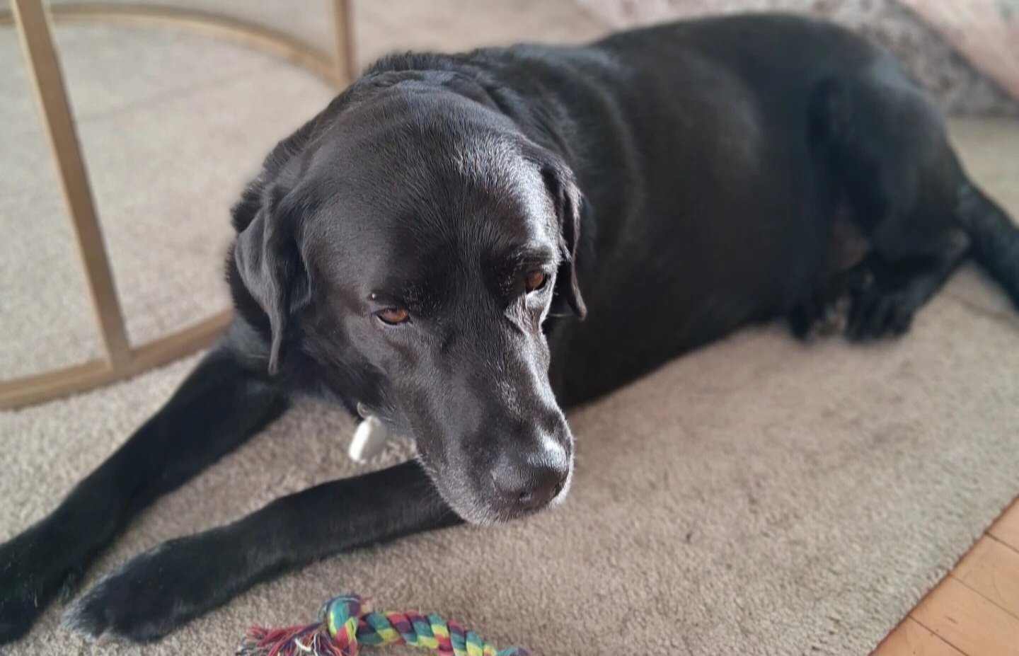Reiki og hunde efter heling Valby (Foto: M. Schade)
