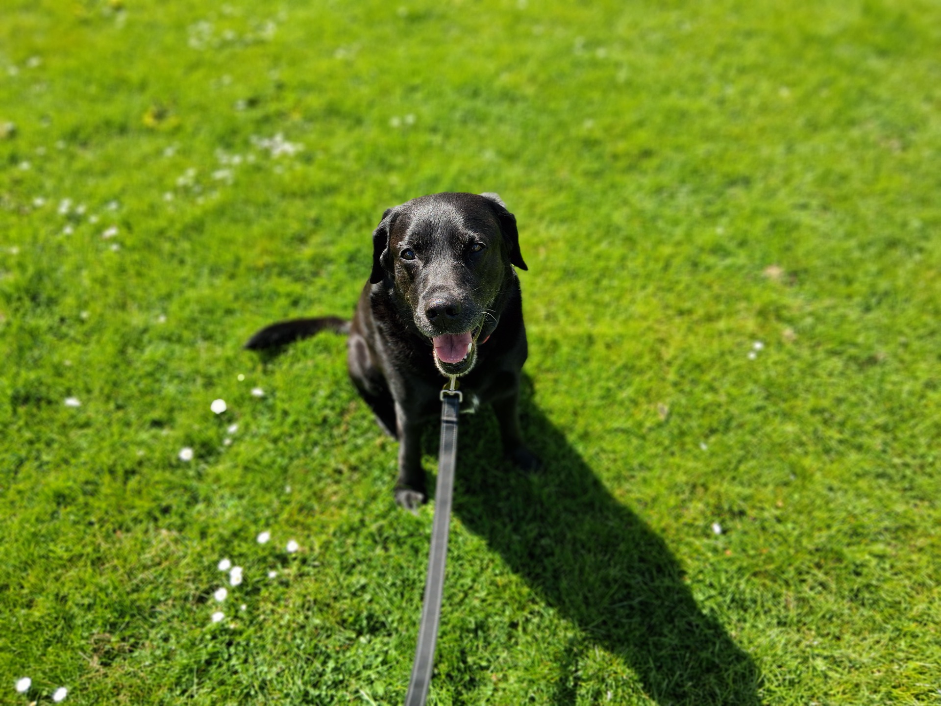 Reiki - hunden og ejeren (Foto: M. Schade)